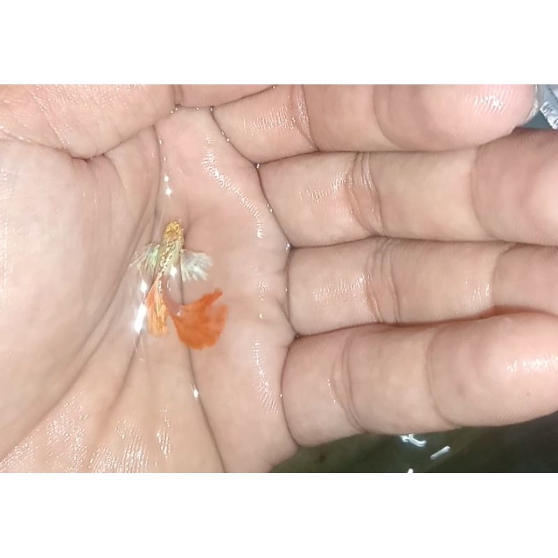 Guppy AlbinoPlatinumRedTail DumboEar