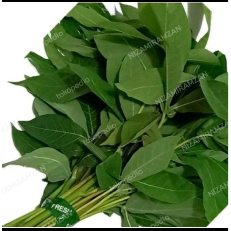 

daun singkong segar di petik dadakan 1 kg