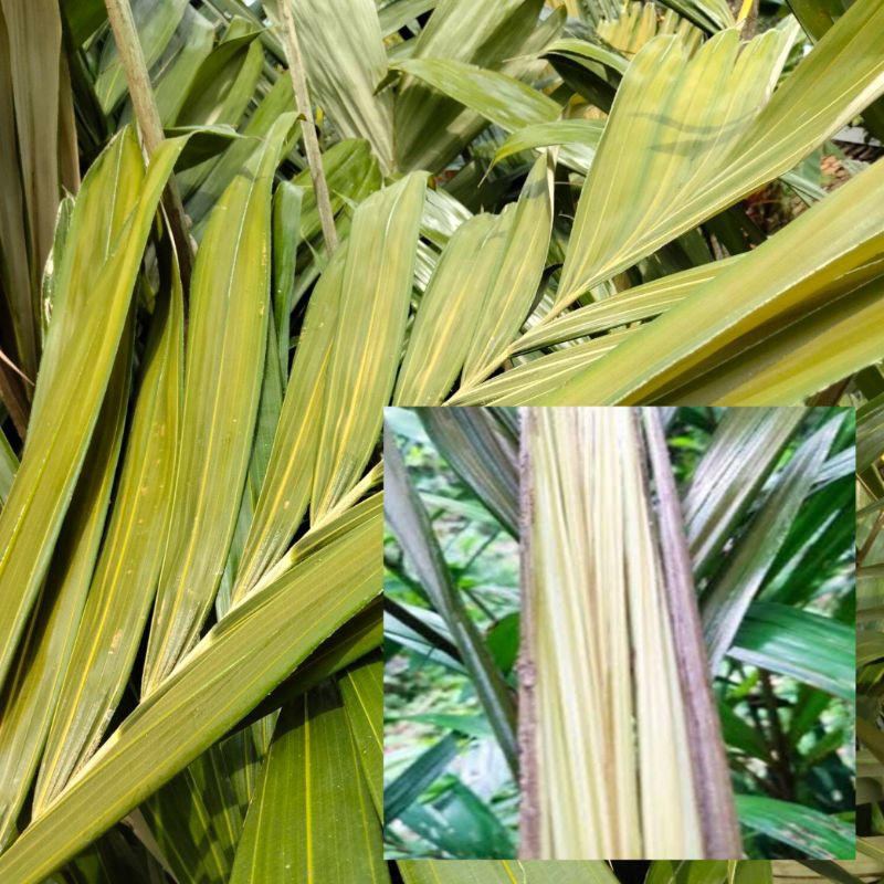 

Daun pohon salak muda segar 250 gram