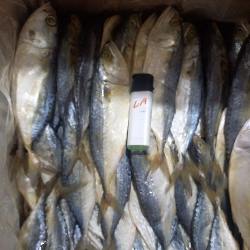 

ikan peda/kembung super..