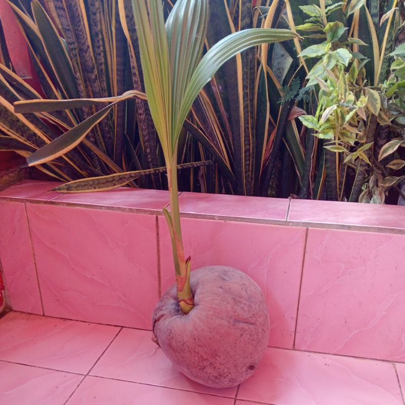 Bibit Pohon Kelapa Ijo