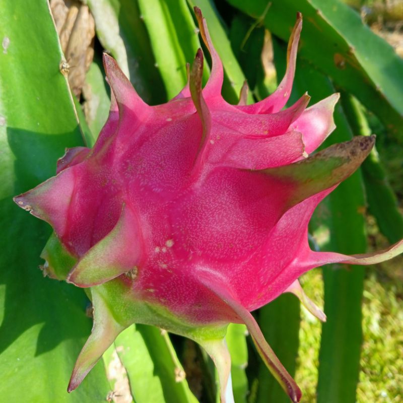 

Buah Naga Merah Segar Premium berat 500 gram