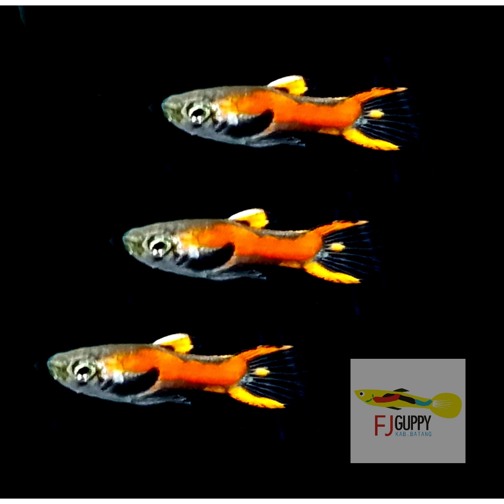 Red Scarlet Endler Guppy berkualitas