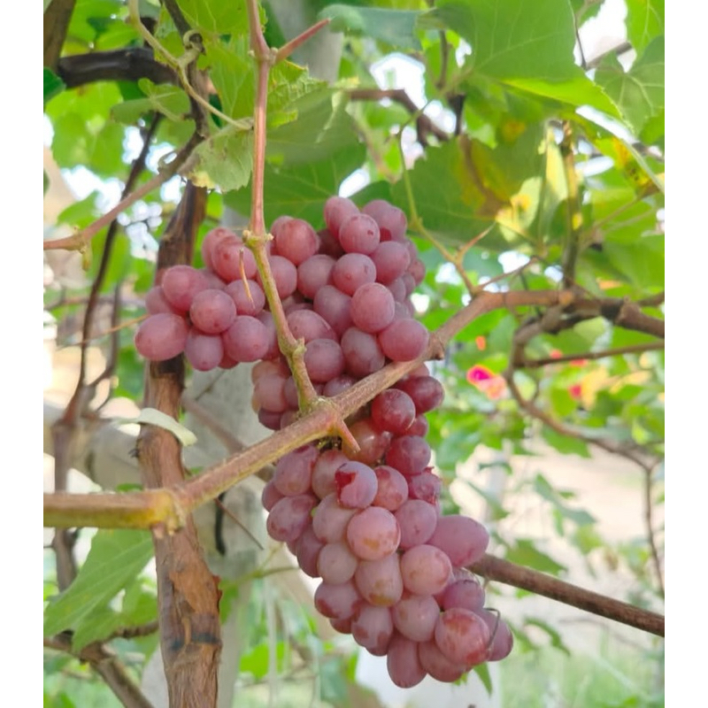 bibit anggur jupiter tinggi 80-90cm hasil grafting valid