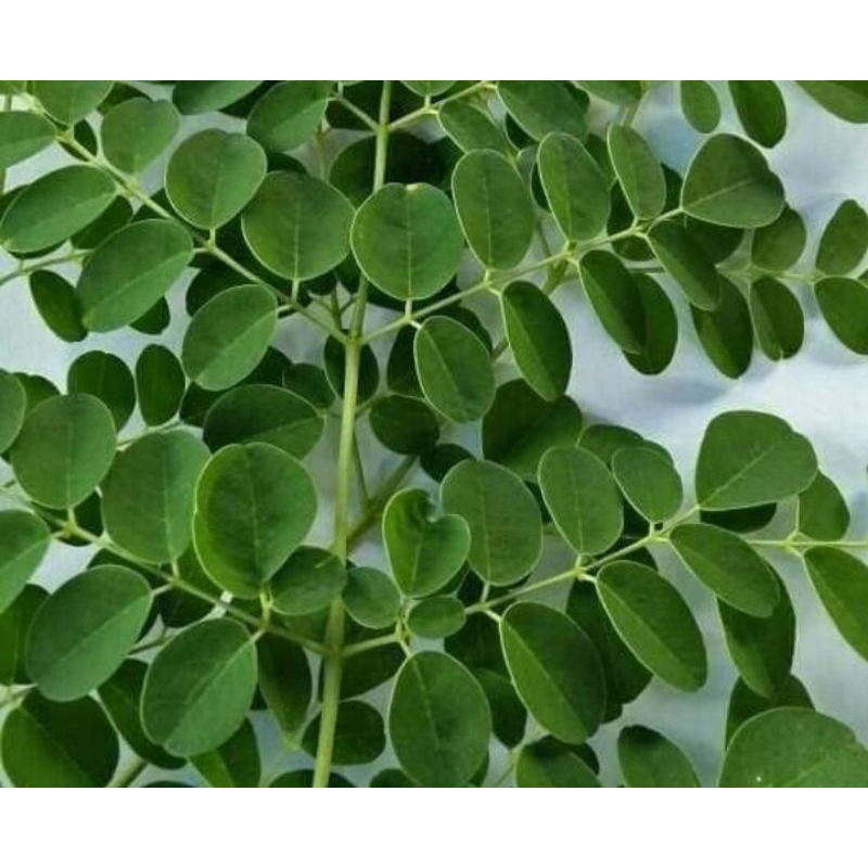 

Daun kelor segar petik langsung 400 gram organik
