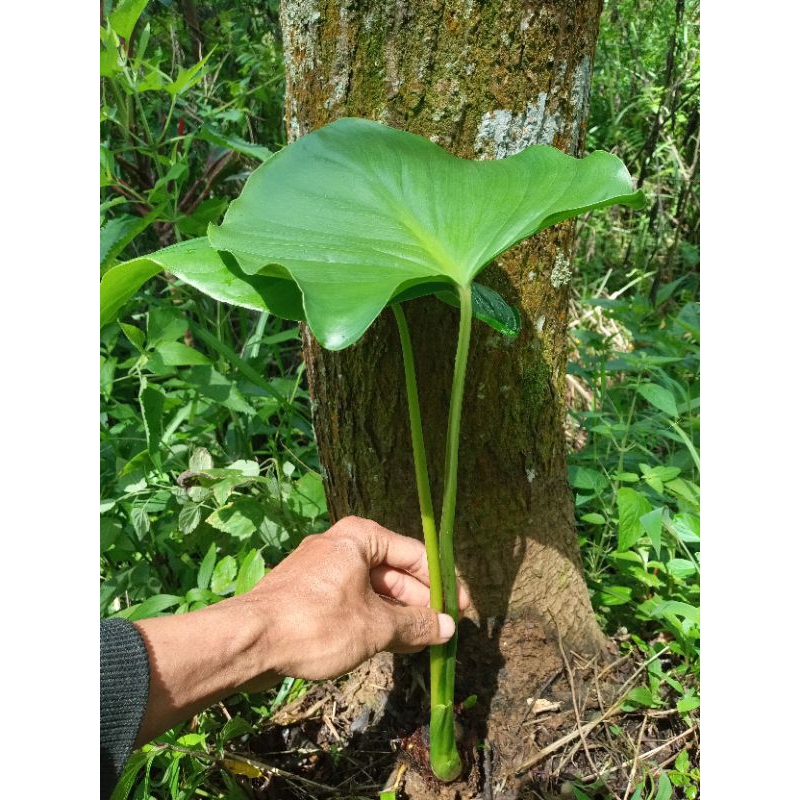 jual bibit tanaman talas hias hutan,tanaman hias talas super hijau