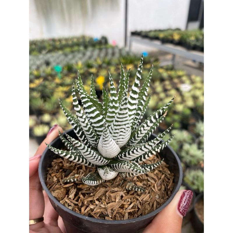 Haworthia zebra