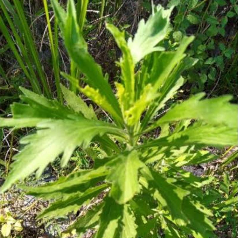 

Daun jalantir fresh petik langsung paket 500 gr