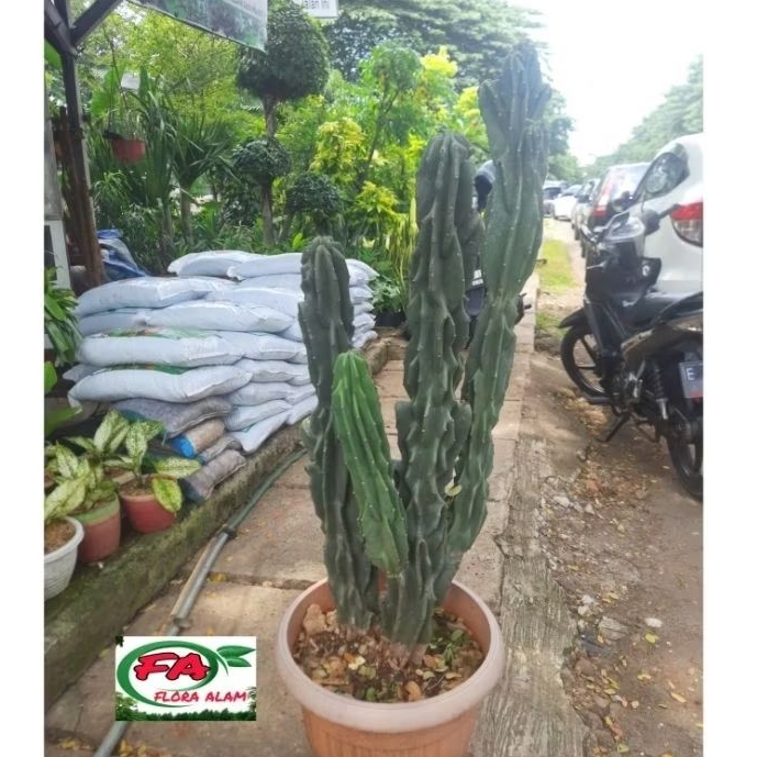 Kaktus Lilin Kaktus Pagoda Bercabang
