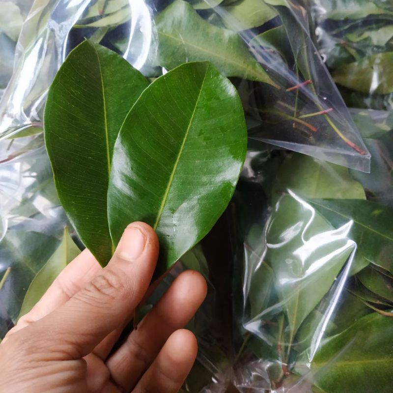 

daun cengkeh untuk obat 100gram
