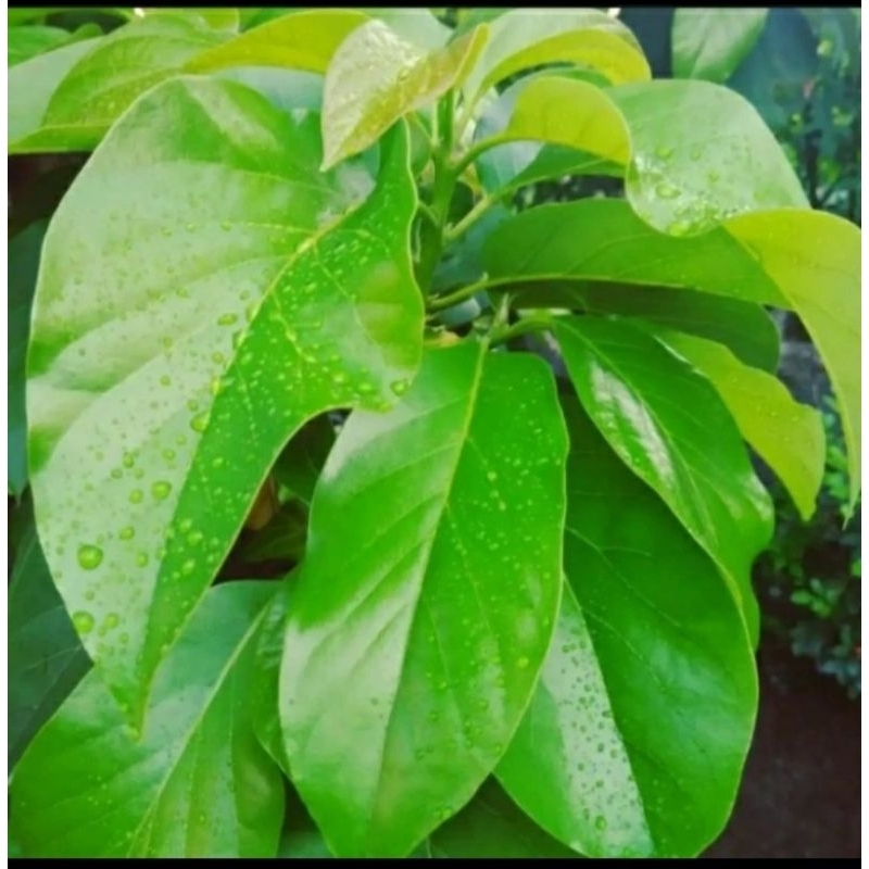 

daun alpukat segar 100 lembar