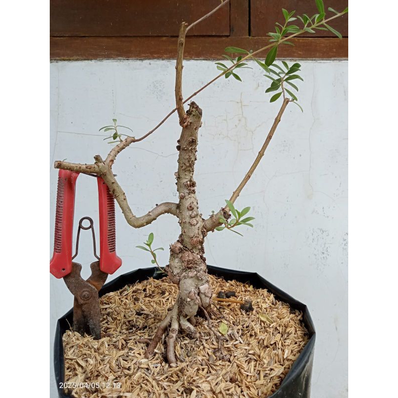 Bahan Bonsai Santigi
