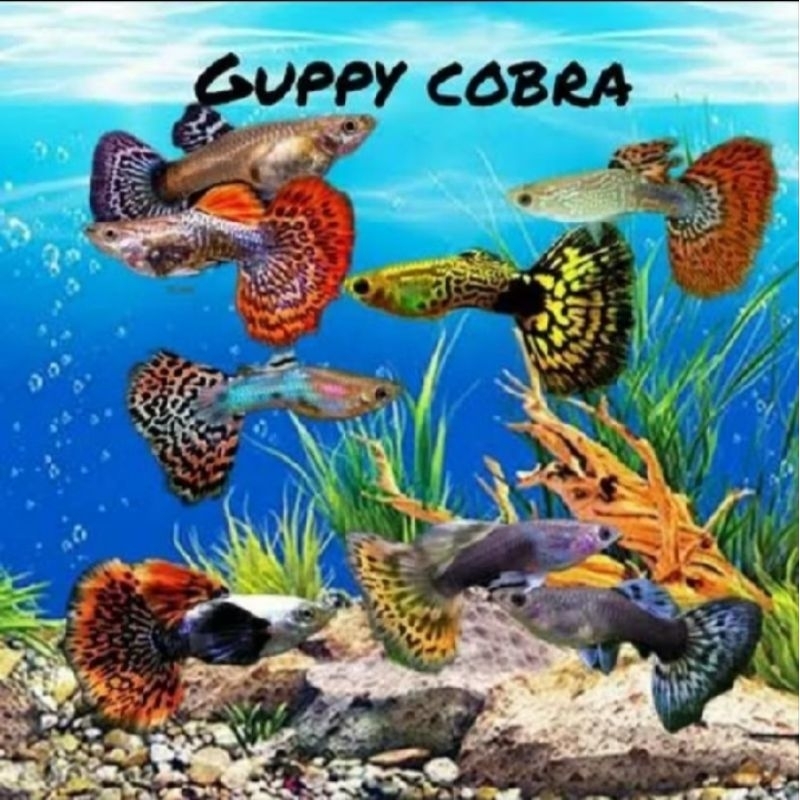 Ikan Guppy Cendolan/Rijekan "PAKET MURAH ISI 10"