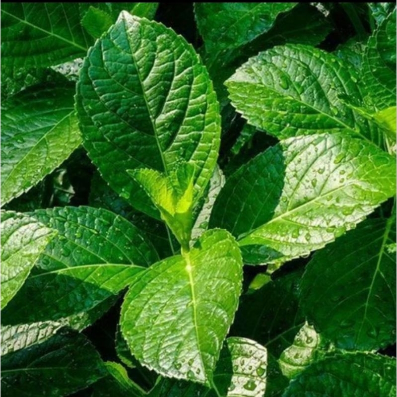 

daun keji beling/pecah bling per 70 lembar di ptik dadakan