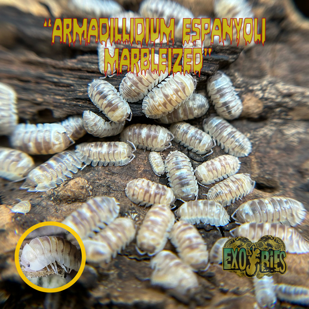 Armadillidium Espanyoli Marbleized Isopod Pengurai Bioactive Paludarium Dan Vivarium Isopoda