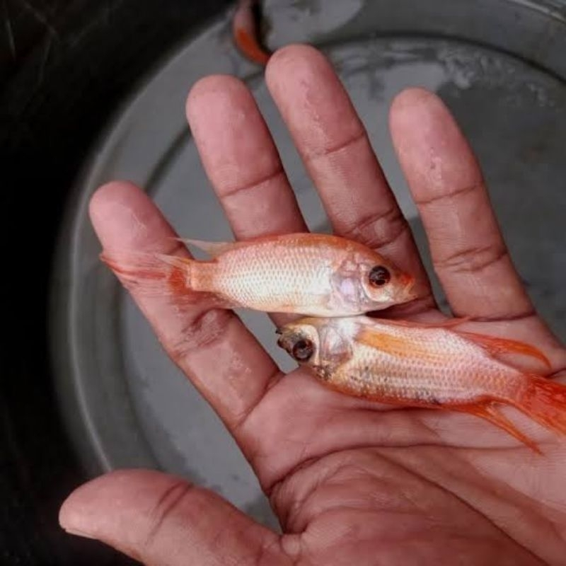 Ikan Hias Nila Kumpay [Bibit] - Slayer Merah Cantik