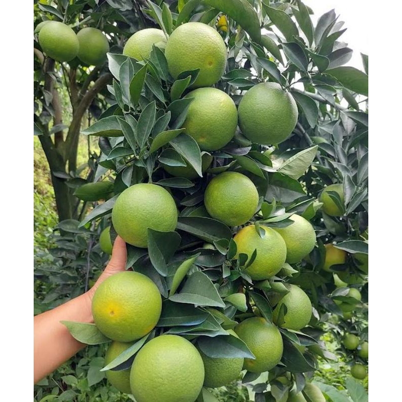 

Fresh Buah Jeruk Keprok Segar 1kg