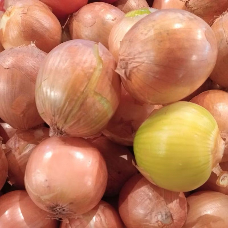 

BAWANG BOMBAY / BERAT 500 GRAM