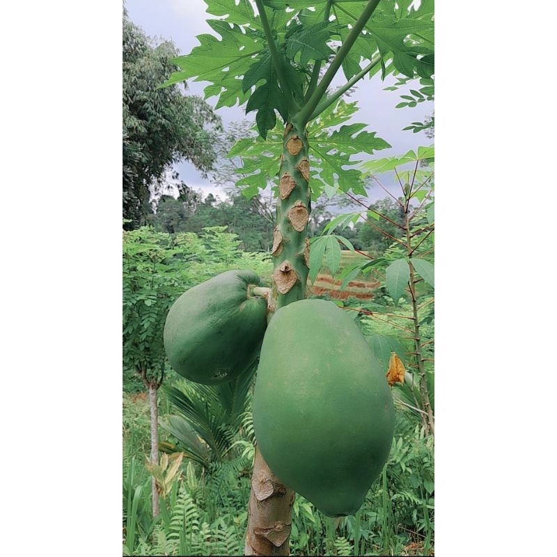 

pepaya mudaa 1kg langsung dari pohonnya seger