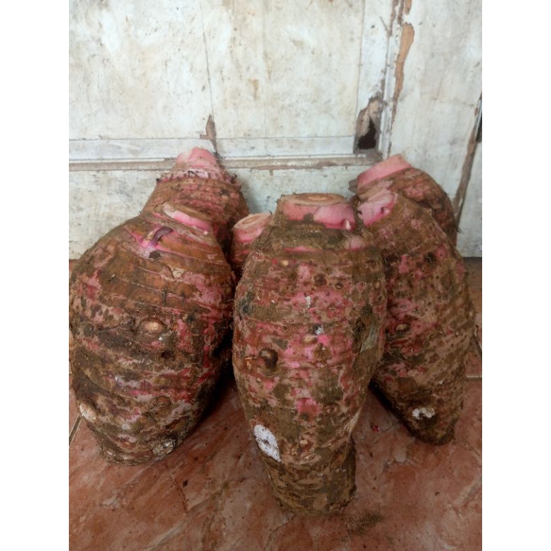 umbi talas bentol/Pratama 3 1kg