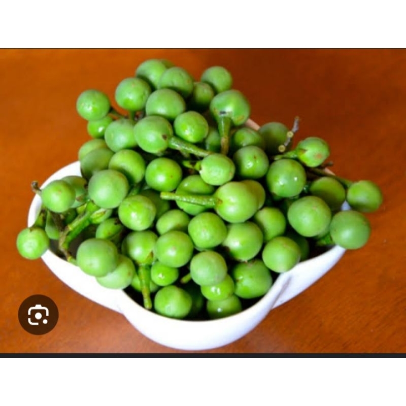 

terong Pipit atau pokak