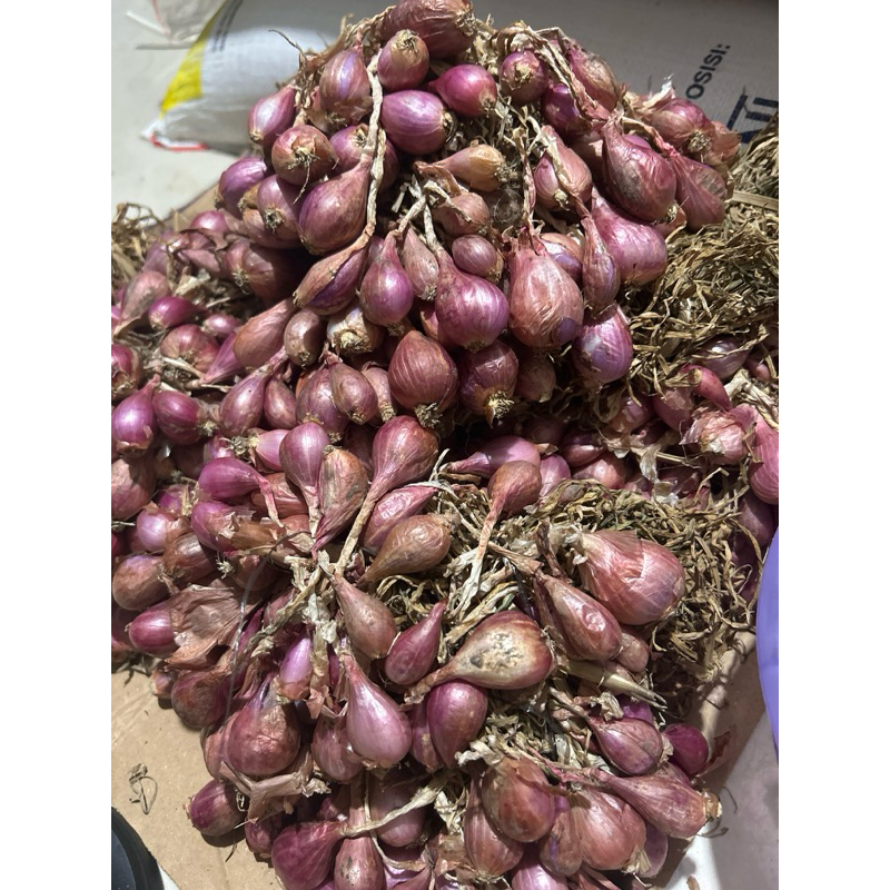 

bawang brebes asli sama daun daunya ya kaak