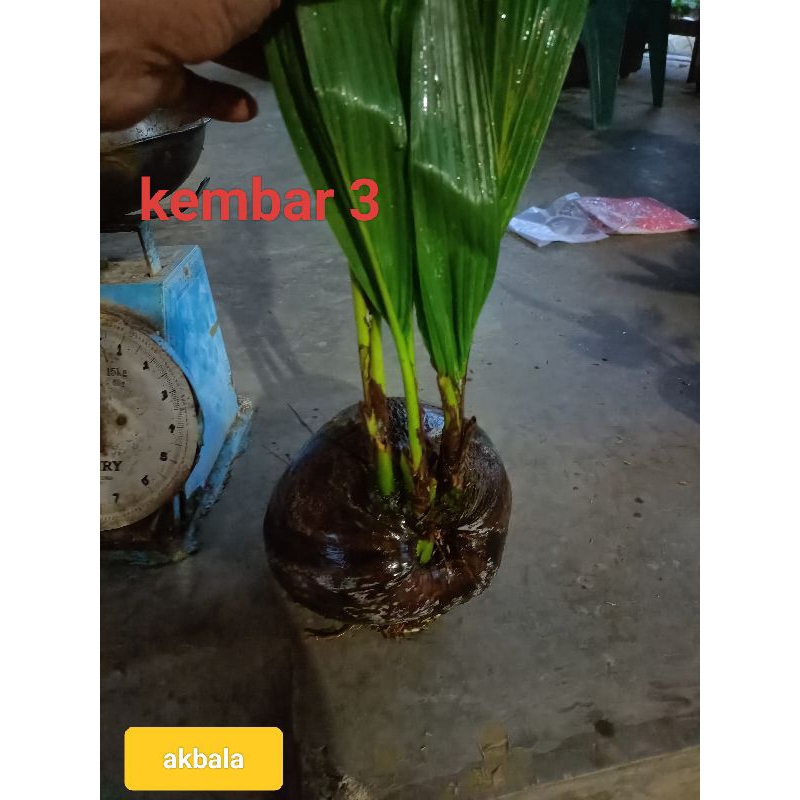 BIBIT KELAPA UNIK KEMBAR 3 KEMBAR TIGA