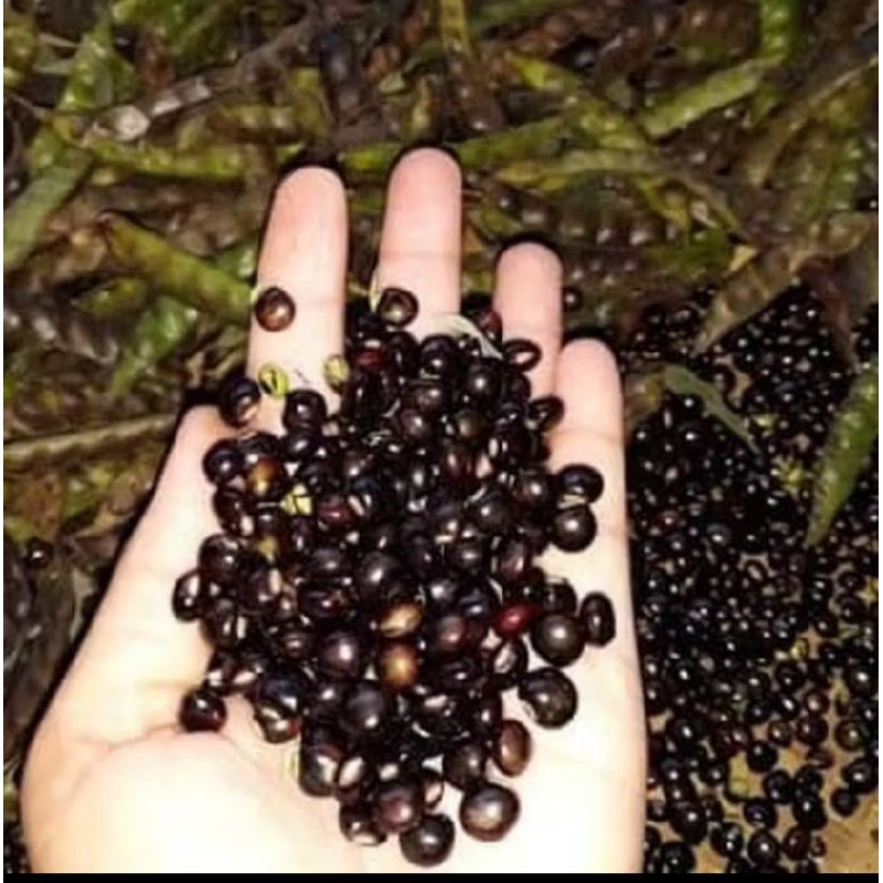 

kacang gude/sayur undis segar sama kulitnya fress 250g