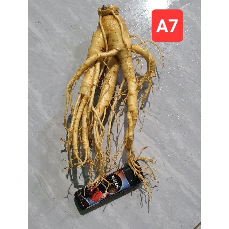 

ginseng merah korea selatan import - Anugrah Mega