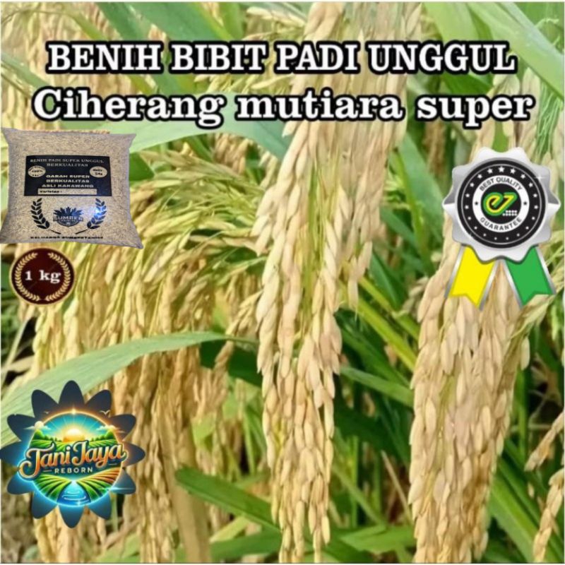 BENIH BIBIT PADI UNGGUL CIHERANG MUTIARA super 1kg
