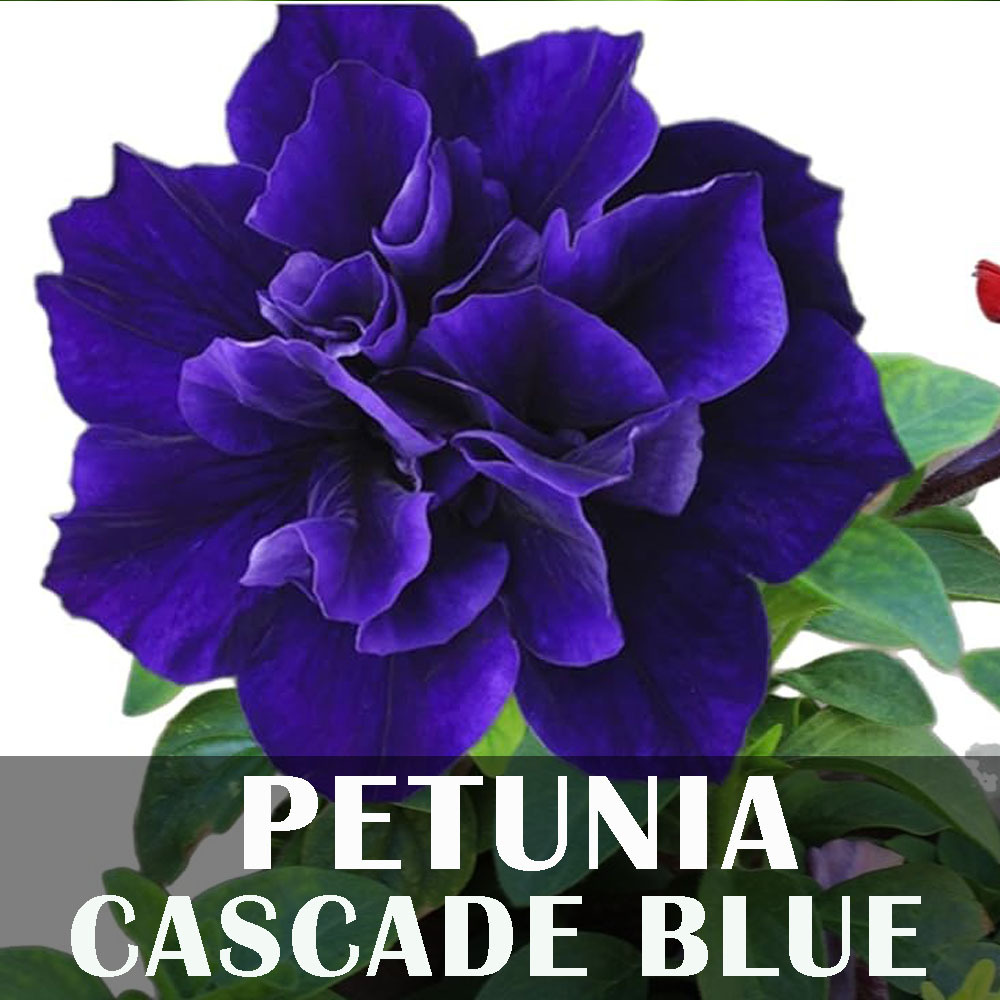 Biji benih bunga import petunia double cascade blue bunga tumpuk petunia biru tumpuk unik