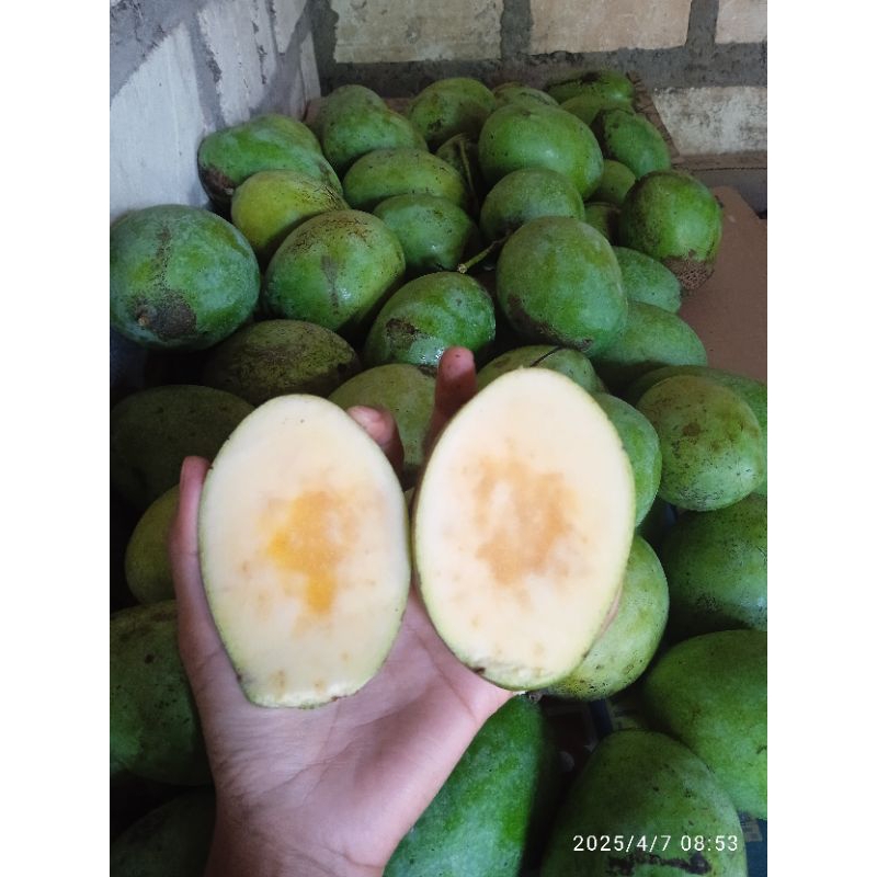 

mangga madu