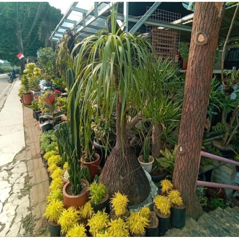 Tanaman palem nolina, tinggi 1 meter
