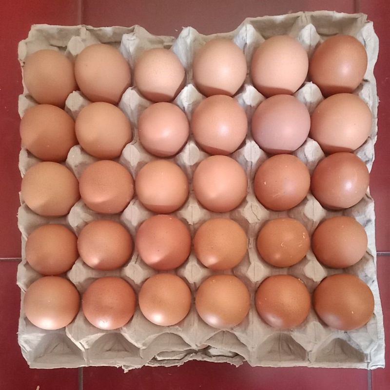 

telur ayam negri 1 kg 16 - 20 butir