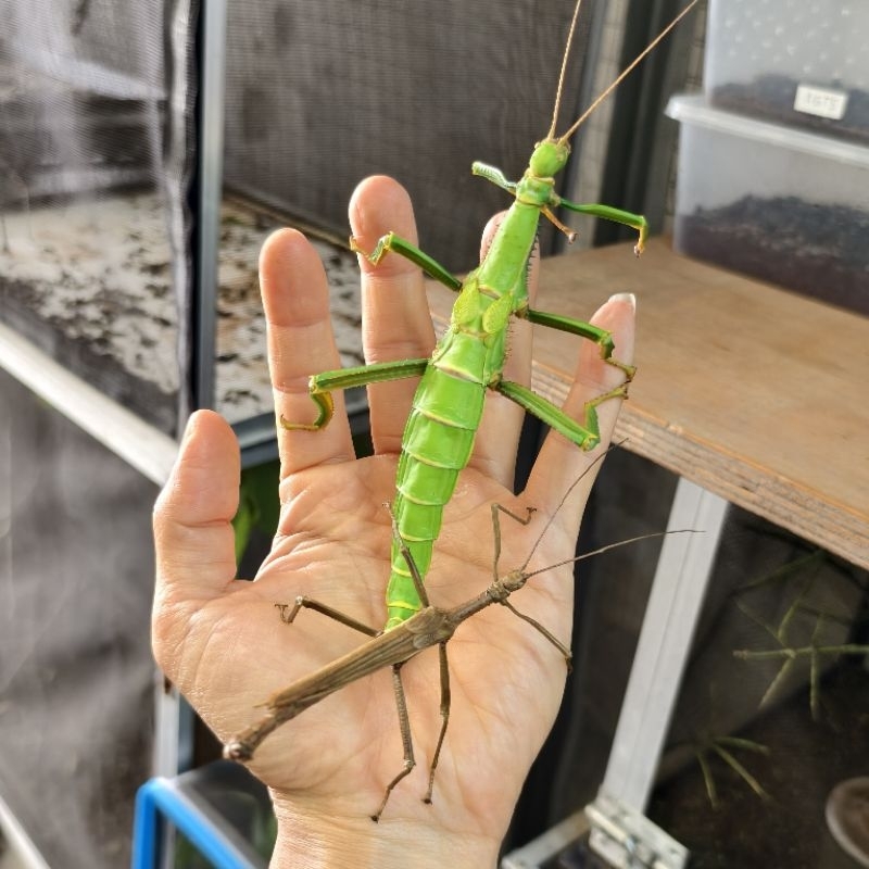 belalang tongkat / stick insect Karibia Diapherodes gigantea