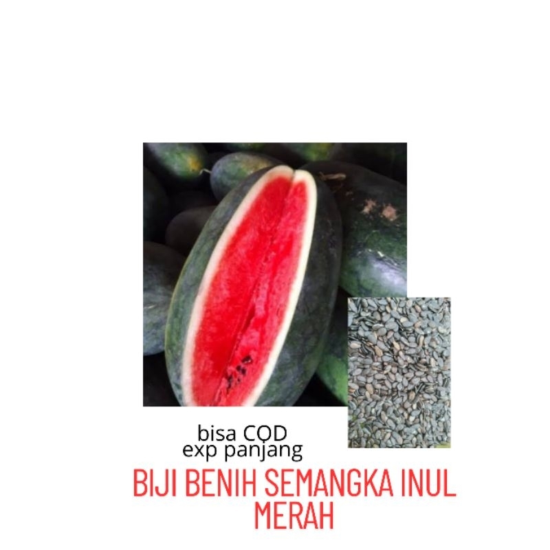 biji benih semangka inul merah isi 500 biji