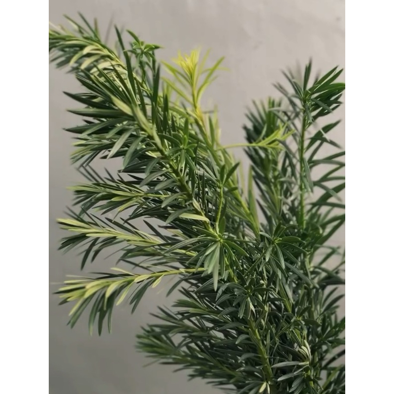 

Daun Potong Segar Carpus