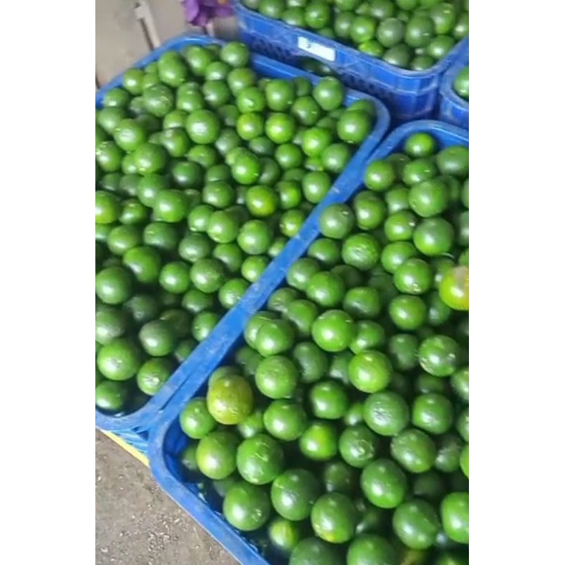 

buah jeruk peras 1kg
