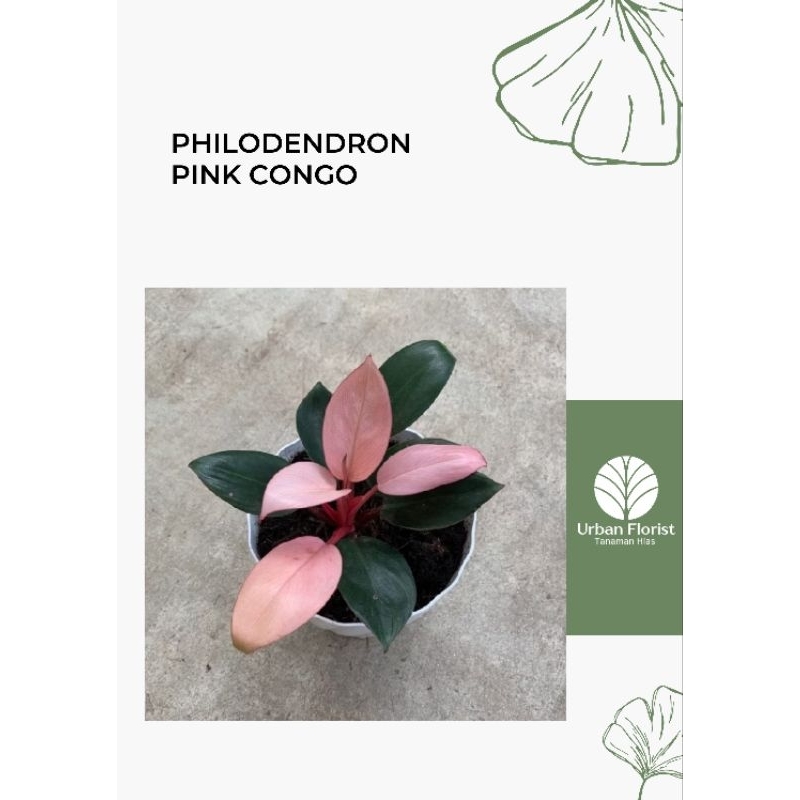 BIBIT TANAMAN HIAS PHILODENDRON PINK CONGO