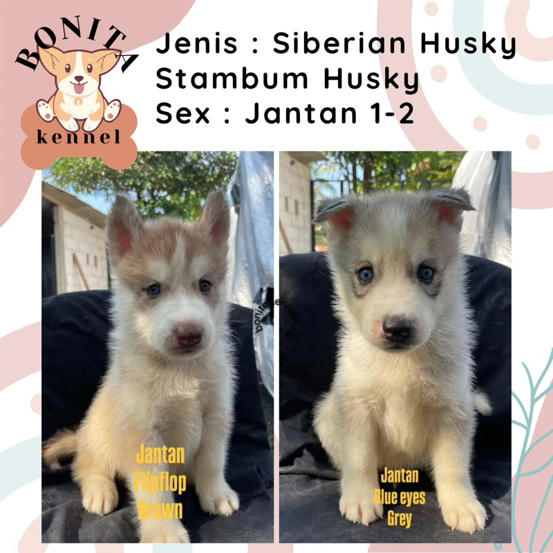 Siberian Husky Stambum Red Copper Jantan Betina Anak Anjing Husky