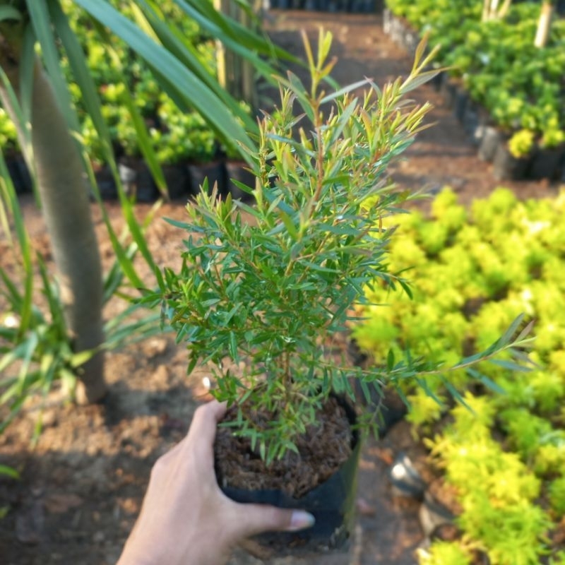 Promo COD tanaman herbal kayu putih - bibit pohon kayu putih - tanaman herbal - kayu putih - tanaman
