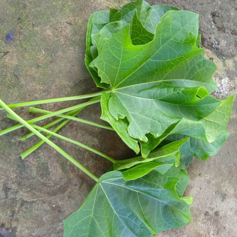 

7lembar daun jarak segar