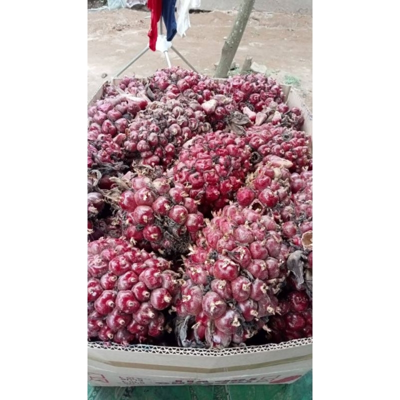 

honjelaka merah 1 kg buah segar