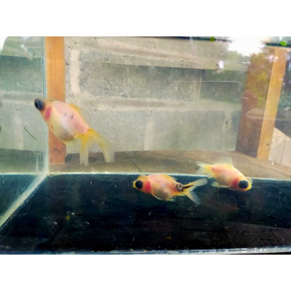 mas koki demekin 3 ekor