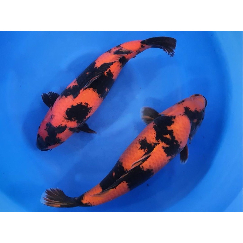 

koi hi utsuri grade A size 30-40cm