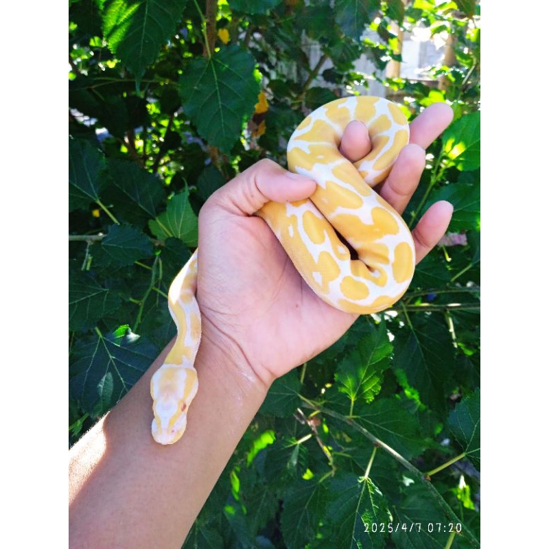 Ball python albino female