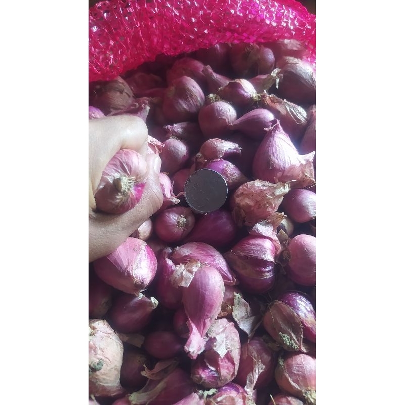 

Bawang Merah kering berkualitas