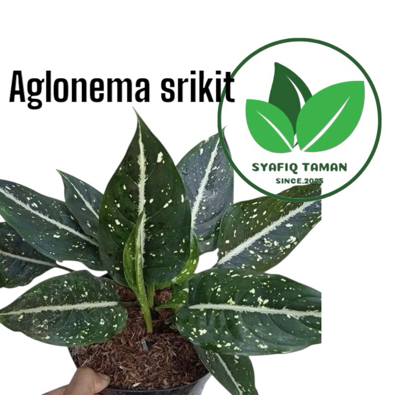 PROMOtanaman aglonema srikit - aglonema srikit