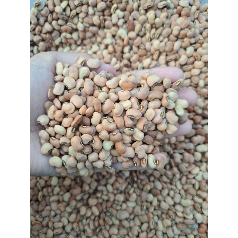 

[READY STOCK] Kacang Tolo / Tunggak - Gurih, Sehat, Serbaguna!