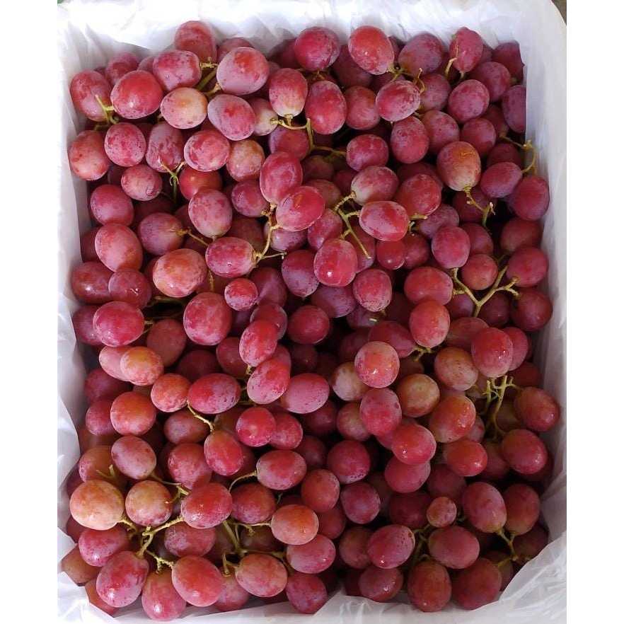 

ANGGUR REDGLOBE AUSTRALIA